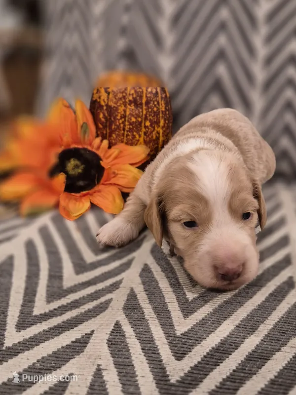 AKC Oakley  – Dachshund puppy for sale in Sparta, WI