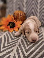 AKC Oakley , a female Dachshund for sale in Sparta, WI – 1 of 4