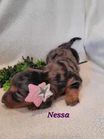 AKC Nessa, a female Dachshund for sale in Sparta, WI – Photo 3 of 4