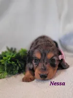 AKC Nessa, a female Dachshund for sale in Sparta, WI – Photo 1 of 4