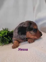 AKC Nessa, a female Dachshund for sale in Sparta, WI – Photo 2 of 4