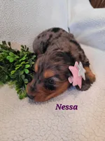 AKC Nessa, a female Dachshund for sale in Sparta, WI – Photo 4 of 4