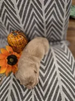 AKC Ocean , a female Dachshund for sale in Sparta, WI – 3 of 4