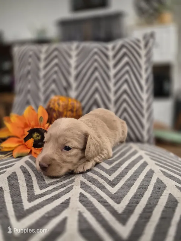 AKC Ocean  – Dachshund puppy for sale in Sparta, WI