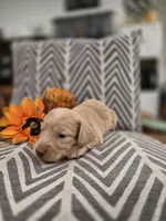 AKC Ocean , a female Dachshund for sale in Sparta, WI – 1 of 4