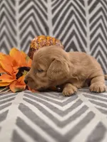 AKC Opal, a female Dachshund for sale in Sparta, WI – 1 of 4