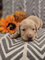 AKC Ocean , a female Dachshund for sale in Sparta, WI – 2 of 4