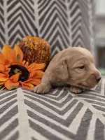 AKC Ocean , a female Dachshund for sale in Sparta, WI – 4 of 4