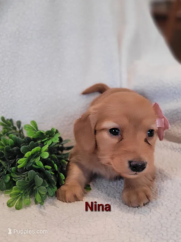 AKC Nina – Dachshund puppy for sale in Sparta, WI