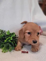 AKC Nina, a female Dachshund for sale in Sparta, WI – Photo 1 of 3