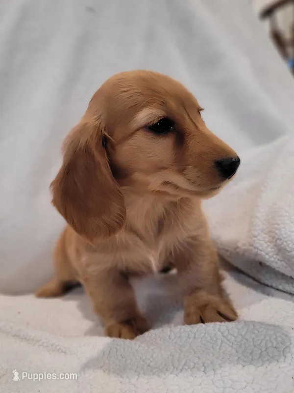 AKC Nina – Dachshund puppy on hold in Sparta, WI