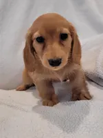 AKC Nina, a female Dachshund for sale in Sparta, WI – Photo 2 of 3