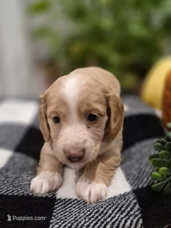 AKC Oakley  – Dachshund puppy for sale in Sparta, WI