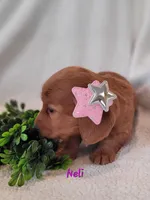 AKC Neli, a female Dachshund for sale in Sparta, WI – Photo 2 of 3