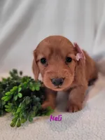 AKC Neli, a female Dachshund for sale in Sparta, WI – Photo 3 of 3