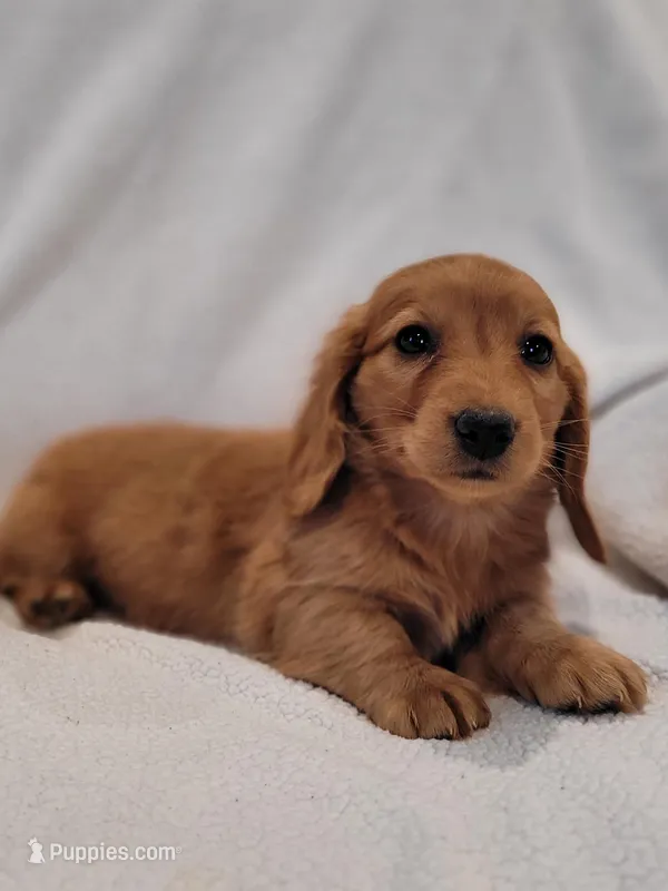 AKC Neli – Dachshund puppy for sale in Sparta, WI