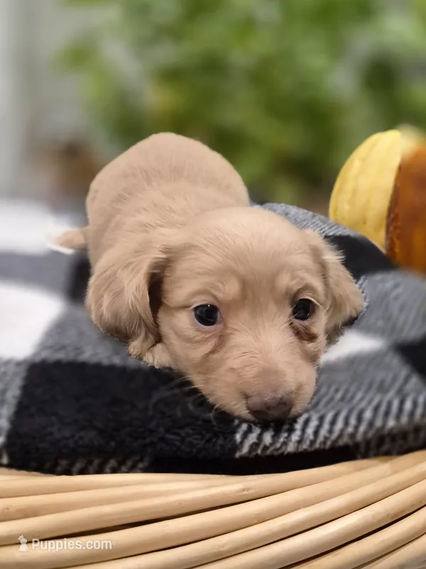 AKC Ocean  – Dachshund puppy for sale in Sparta, WI