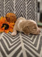 AKC Oakley , a female Dachshund for sale in Sparta, WI – 4 of 4