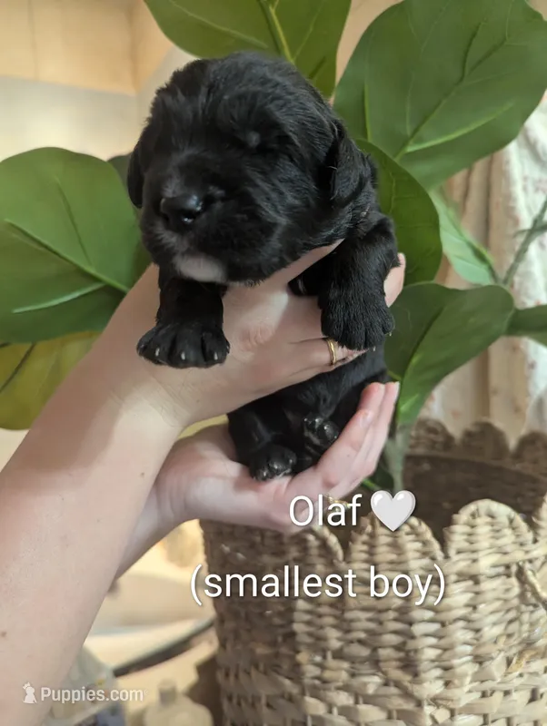 Olaf🤍 – Bernedoodle puppy for sale in Milan, MI