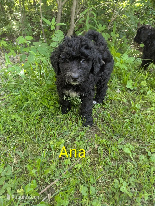Ana🩷 – Bernedoodle puppy for sale in Milan, MI