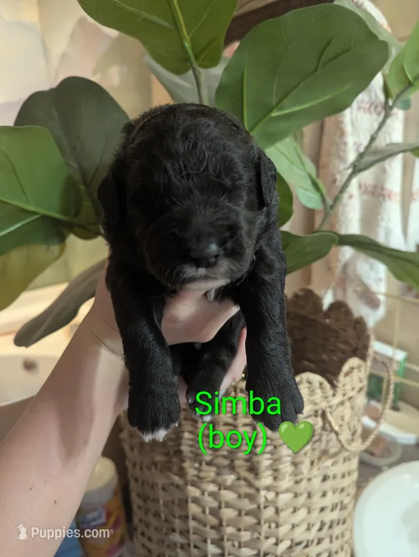 Simba💚 – Bernedoodle puppy for sale in Milan, MI