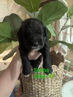 Simba💚, a male Bernedoodle for sale in Milan, MI – Photo 1 of 3