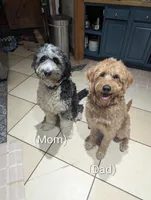 Simba💚, a male Bernedoodle for sale in Milan, MI – Photo 3 of 3