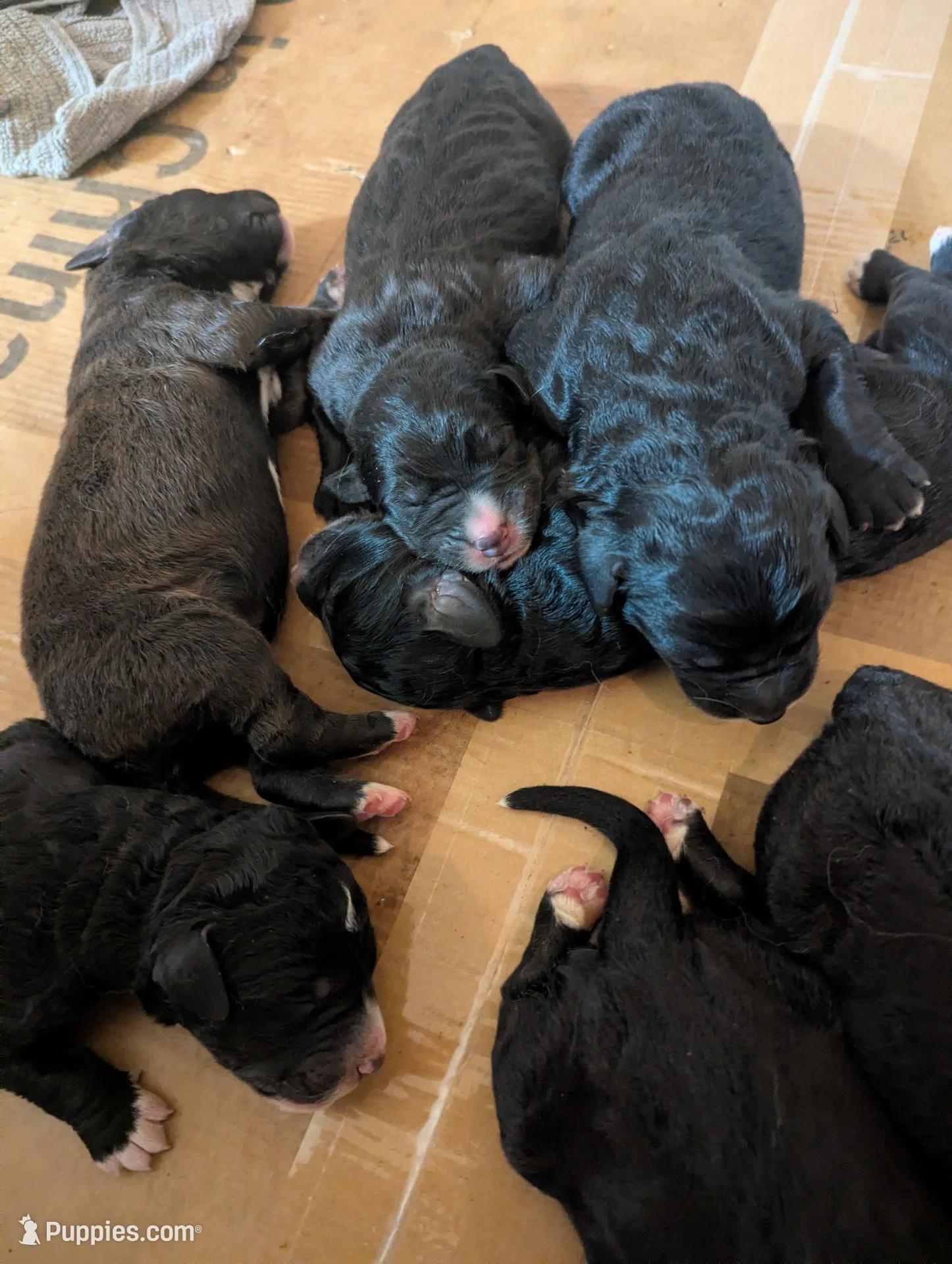 Double Doodle puppies, a male Bernedoodle for sale in Milan, MI – Photo 1 of 2