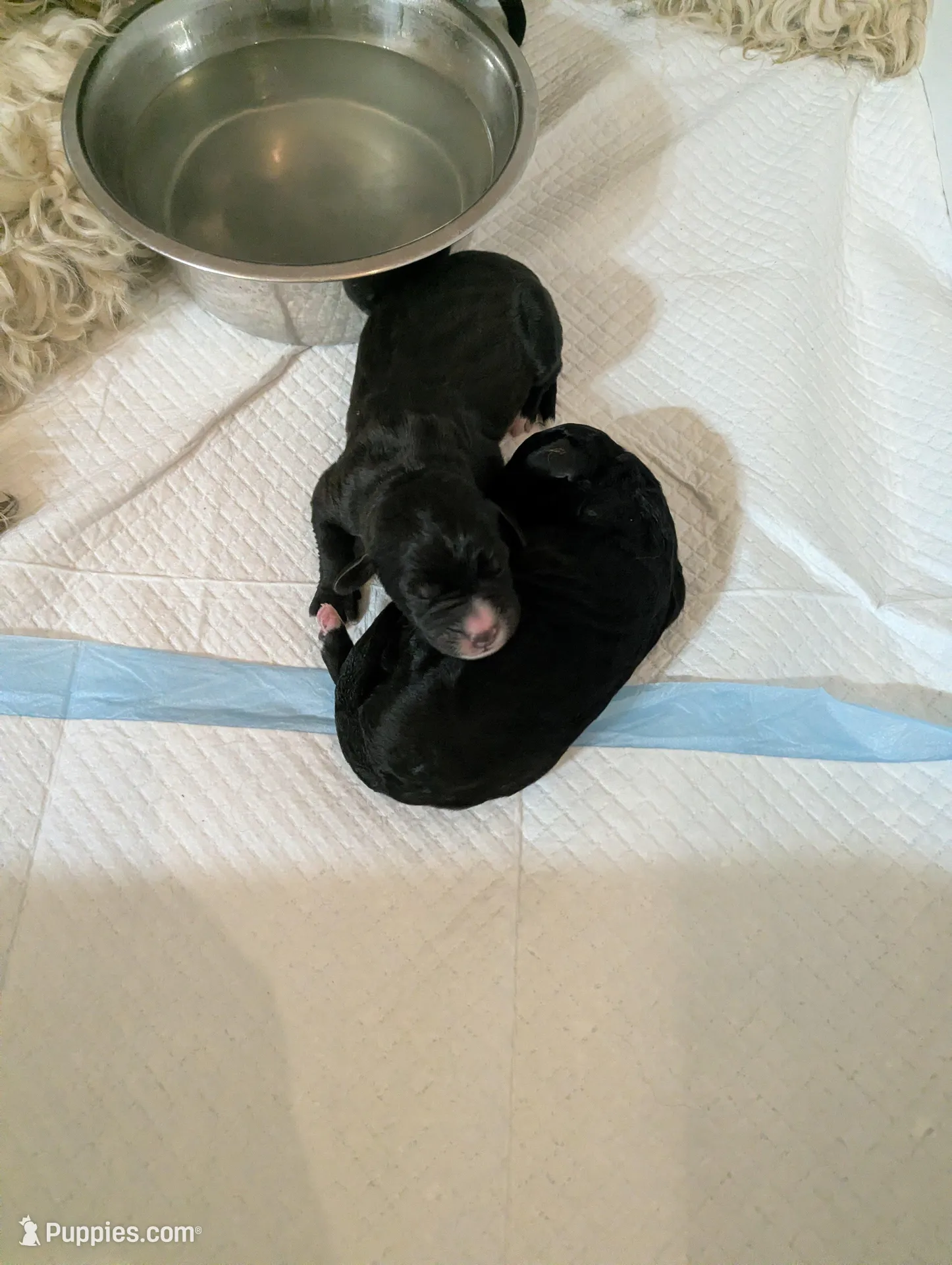 Double Doodle puppies, a male Bernedoodle for sale in Milan, MI – Photo 2 of 2