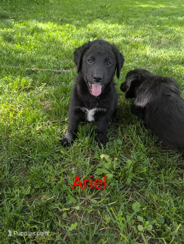 Ariel ❤️ – Bernedoodle puppy for sale in Milan, MI