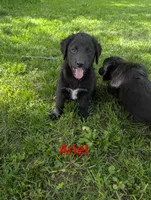 Ariel ❤️, a female Bernedoodle for sale in Milan, MI – 1 of 4
