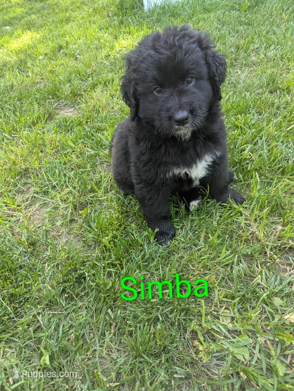 Simba💚 – Bernedoodle puppy for sale in Milan, MI
