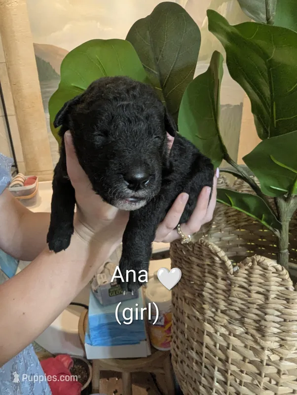Ana🩷 – Bernedoodle puppy for sale in Milan, MI