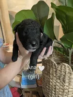 Ana🩷, a female Bernedoodle for sale in Milan, MI – Photo 1 of 3