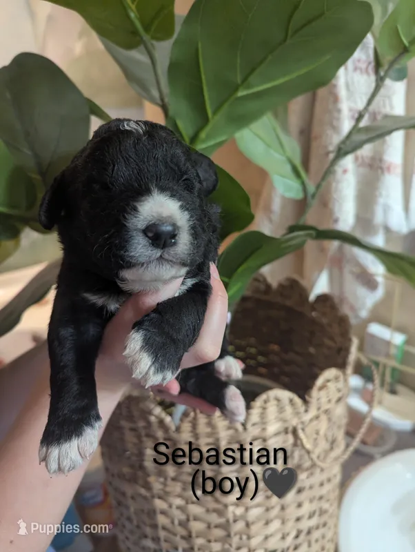 Sebastian 🖤 – Bernedoodle puppy for sale in Milan, MI