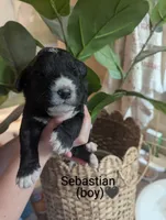 Sebastian 🖤, a male Bernedoodle for sale in Milan, MI – Photo 1 of 5
