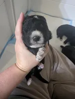 Sebastian 🖤, a male Bernedoodle for sale in Milan, MI – Photo 3 of 5