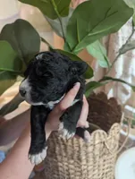Sebastian 🖤, a male Bernedoodle for sale in Milan, MI – Photo 2 of 5