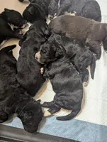 Sebastian 🖤, a male Bernedoodle for sale in Milan, MI – Photo 5 of 5