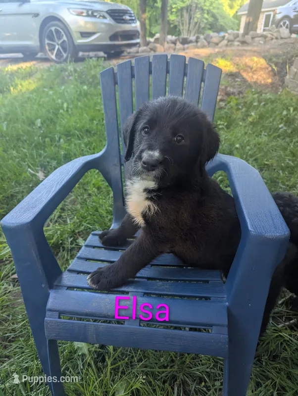 Elsa💜 – Bernedoodle puppy for sale in Milan, MI