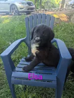 Elsa💜, a female Bernedoodle for sale in Milan, MI – 1 of 3