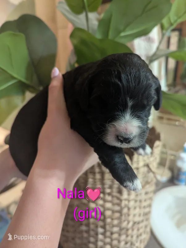 Nala🩷 – Bernedoodle puppy for sale in Milan, MI