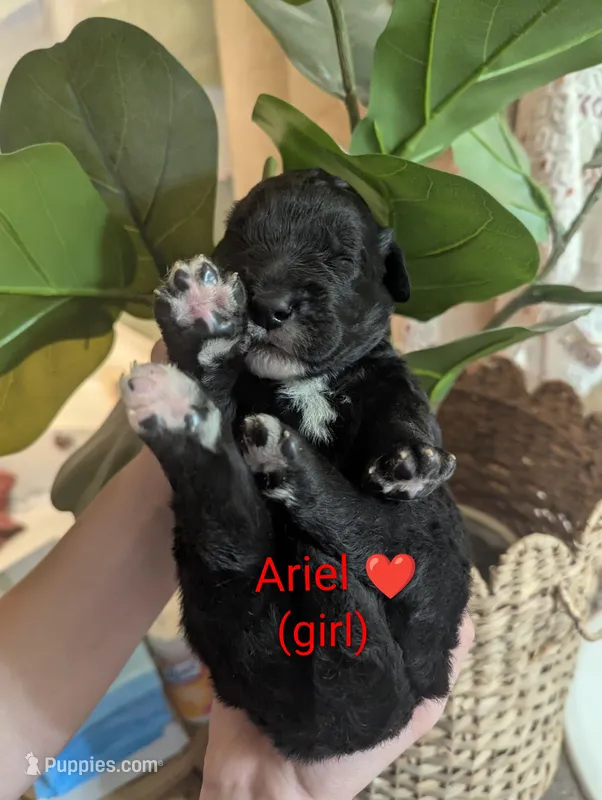 Ariel ❤️ – Bernedoodle puppy for sale in Milan, MI