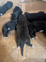 Mowgli 🤎, a male Bernedoodle for sale in Milan, MI – Photo 2 of 4