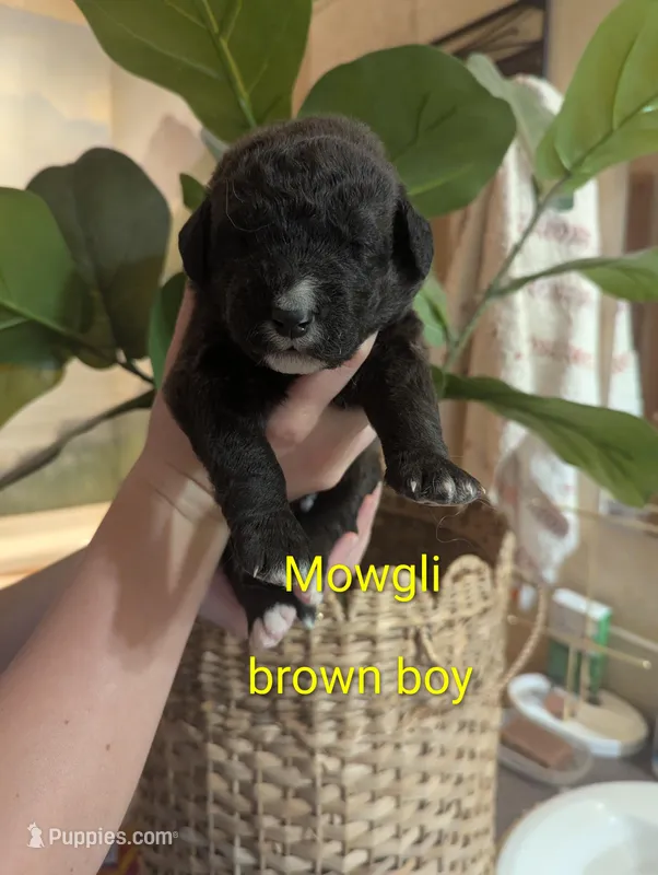 Mowgli 🤎 – Bernedoodle puppy for sale in Milan, MI