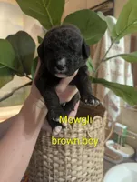 Mowgli 🤎, a male Bernedoodle for sale in Milan, MI – Photo 1 of 4