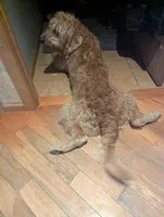 Mowgli 🤎, a male Bernedoodle for sale in Milan, MI – Photo 4 of 4