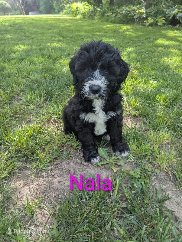 Nala🩷 – Bernedoodle puppy for sale in Milan, MI