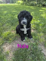 Nala🩷, a female Bernedoodle for sale in Milan, MI – 1 of 4