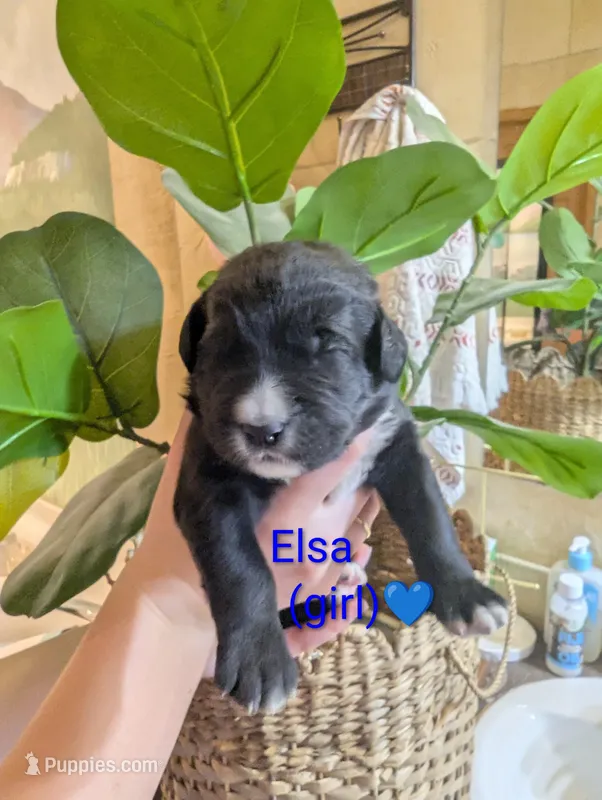 Elsa💜 – Bernedoodle puppy for sale in Milan, MI